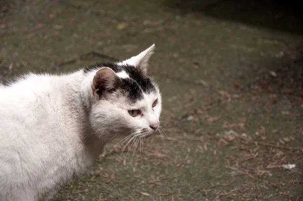 Essen Almanya Siyah Kafalı Yeşil Gözlü Beyaz Bir Kedinin Yakın — Stok fotoğraf
