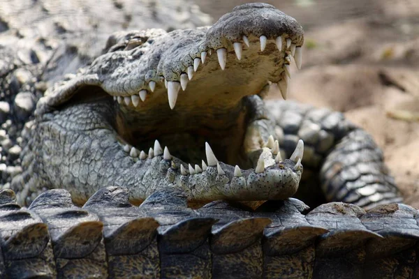 Vista Perto Crocodilo Nilo Com Boca Aberta — Fotografia de Stock