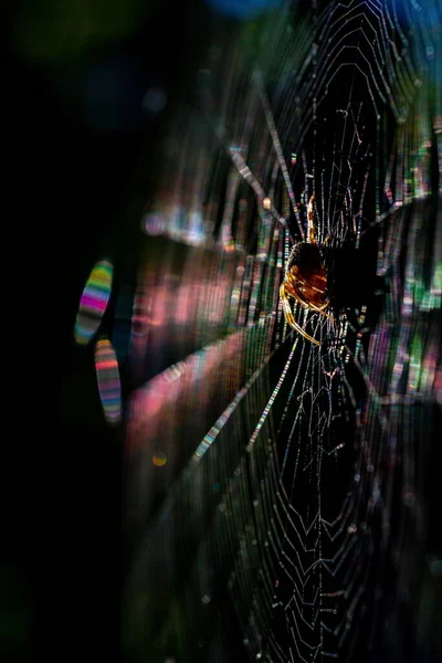 Eine Selektive Fokusaufnahme Einer Spinne Ihrer Natürlichen Umgebung — Stockfoto