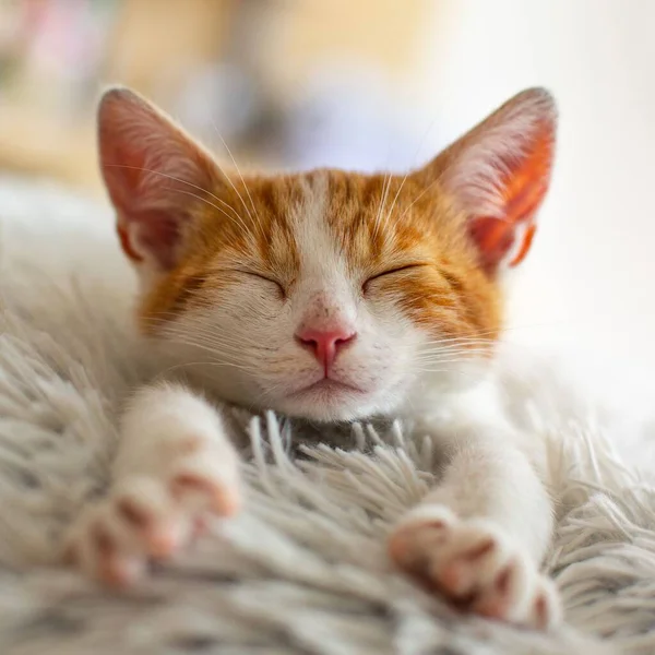 Tiro Close Gatinho Pequeno Bonito Laranja Branco Dormindo Pele Branca — Fotografia de Stock