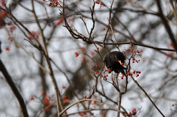 Merle Assis Sur Une Branche Mangeant Des Baies Rowan — Photo