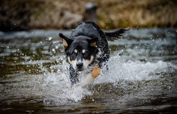 Ein Lapponischer Hirte Der Durch Die Pfütze Rennt Und Das — Stockfoto