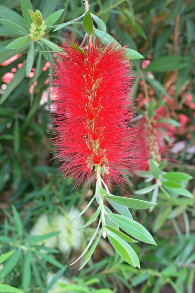 Plante Australienne Bottlebrush Tire Son Nom Des Pointes Fleurs Cylindriques — Photo
