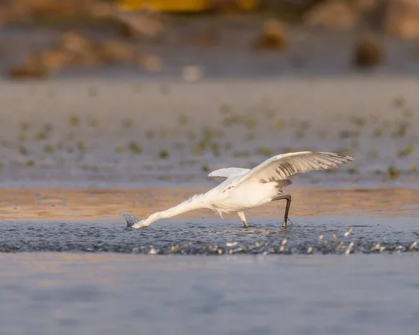 Great White Egret Plunges Water Catch Fish — Stock Photo, Image
