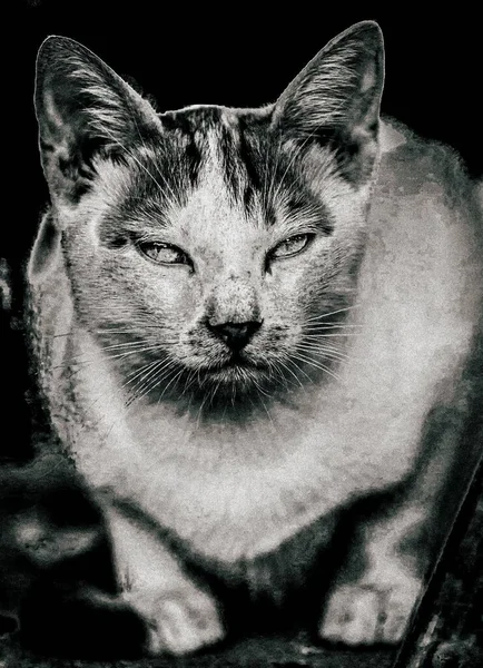 Μια Κάθετη Λήψη Διαβαθμίσεων Του Γκρι Μιας Εγχώριας Μικρής Γάτας — Φωτογραφία Αρχείου