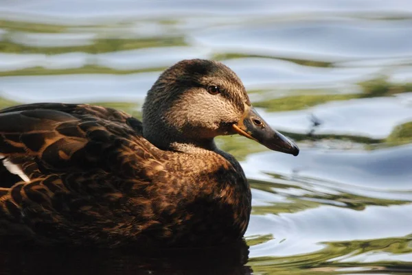 Een Prachtig Uitzicht Een Eend Drijvend Het Meer Krefeld Duitsland — Stockfoto