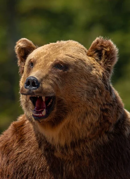 Eine Nahaufnahme Mit Dem Profil Eines Aggressiven Bären Wild Natur — Stockfoto