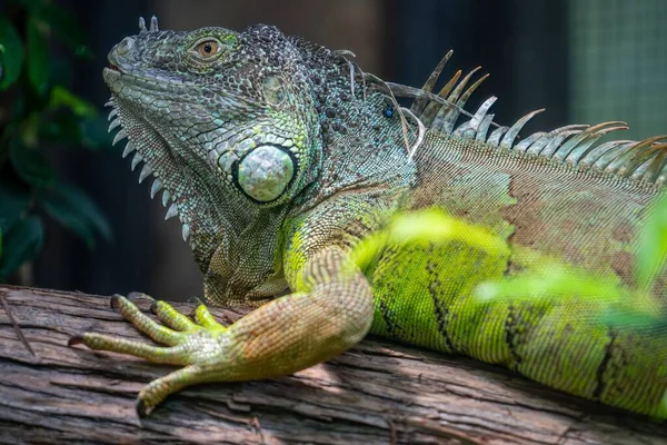 Macro Cerca Una Iguana Verde Sobre Una Rama Madera — Foto de Stock