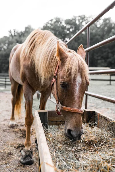 Roztomilé Dítě Kůň Pasoucí Sušenou Trávu — Stock fotografie