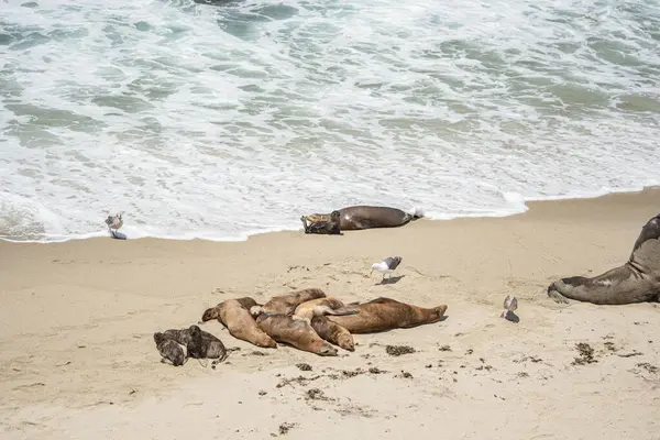 一群海狮在沙滩上休息 鸟儿在沙滩上漫步 — 图库照片