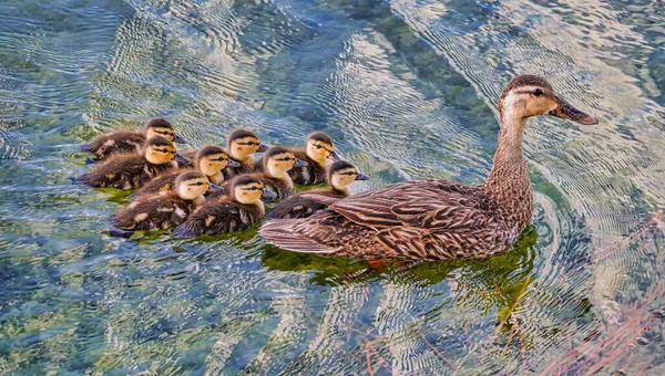 Mallard Ducklings Mother Duck Water Tropical Bay Night Scene — Stock Photo, Image