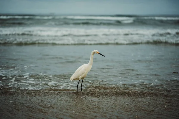 Uroczy Egret Włóczący Się Płytkiej Wodzie Morskiej — Zdjęcie stockowe