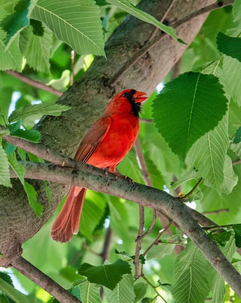 Eine Vertikale Nahaufnahme Eines Männlichen Nördlichen Kardinals Cardinalis Cardinalis Der — Stockfoto