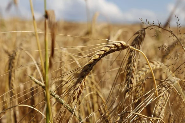 Великий Постріл Поля Пшениці Вуха Золотої Пшениці Концепція Врожаю — стокове фото