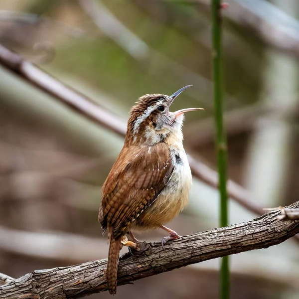 Ağaç dalına konmuş gagası açık bir Carolina kırbacı.