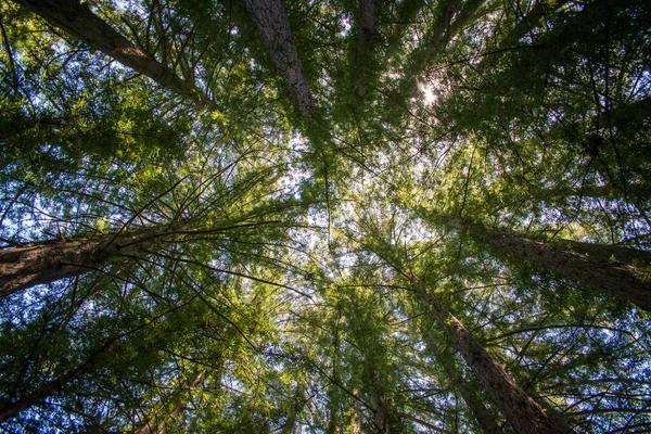 High Green Trees Growing Forest Sunny Day — Stock Photo, Image