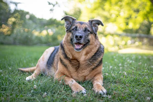 Ein Fröhlicher Und Verspielter Holländischer Schäferhund Liegt Auf Dem Gras — Stockfoto