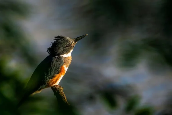 Pescador Colorido Empoleirado Galho Árvore — Fotografia de Stock