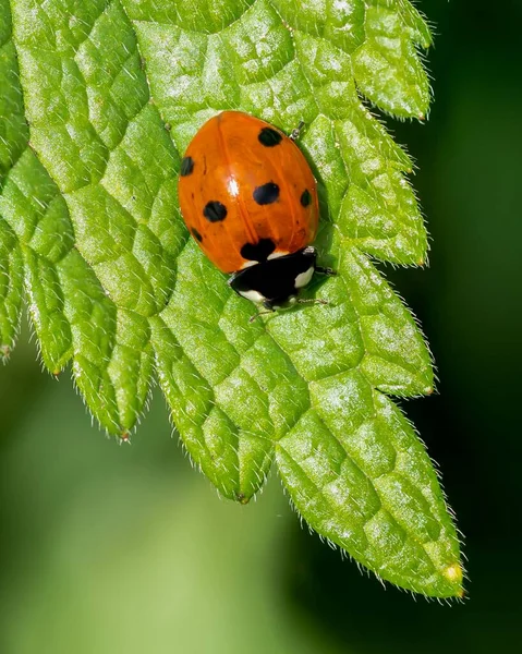 Macro Shot Vertical Coccinella Septempunctata Joaninha Sete Manchas Uma Folha — Fotografia de Stock