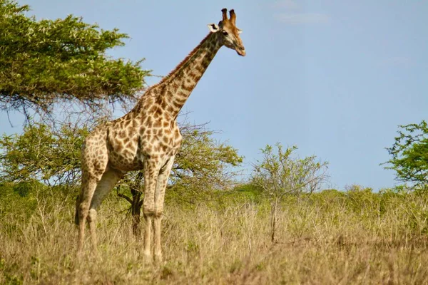 Vista Perto Uma Girafa Norte Campo Grama Com Céu Azul — Fotografia de Stock