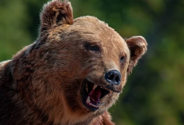 Eine Nahaufnahme Mit Dem Profil Eines Aggressiven Bären Wild Natur — Stockfoto