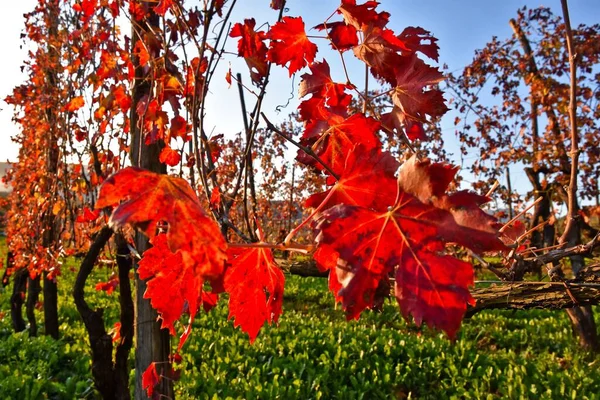 Beautiful Tree Autumn Leaves Green Field Countryside Caiazzo Italy — Stock Photo, Image