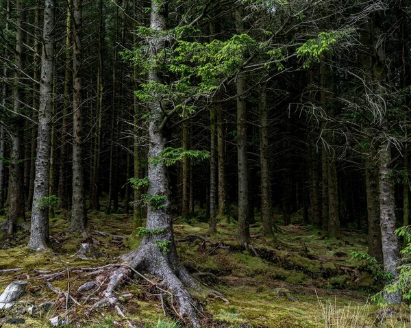 Mély Sötét Erdő Sűrű Növényzettel — Stock Fotó