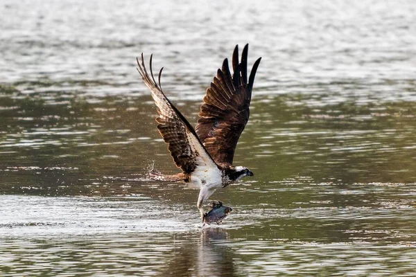 Оспрей Охотится Рыбу Высоко Поднятыми Крыльями — стоковое фото