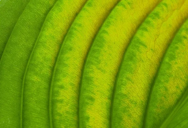 Close Green Leaf Detail Ribbs Veins — Stock Photo, Image