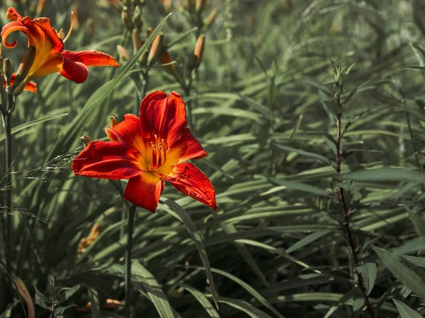 Крупный План Оранжевого Цветка Дневной Лилии — стоковое фото