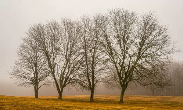 Les Arbres Sans Feuilles Dans Prairie Sur Fond Ciel Brumeux — Photo