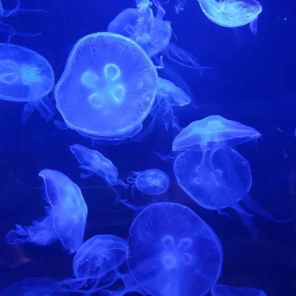 Het Close Uitzicht Van Doorzichtige Gelei Vissen Het Blauwe Aquarium — Stockfoto