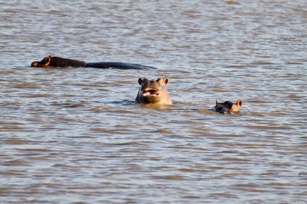 Vista Três Hipopótamos Nadando Água Dia Ensolarado — Fotografia de Stock