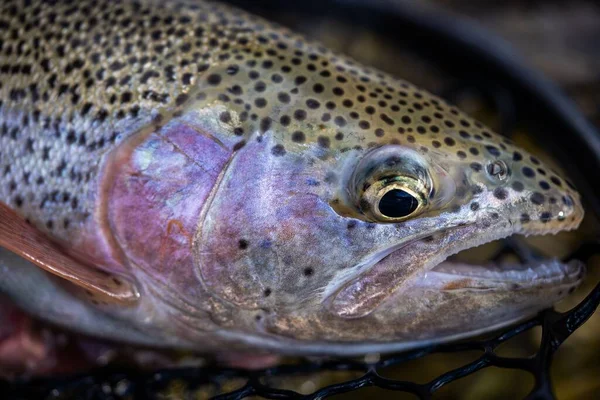 Closeup Lahontan Cutthroat Trout Caught Net — Stock Photo, Image