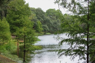 Göldeki bir ormanın manzarası