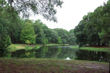 Arka planda yeşil orman olan bir göl kıyısı.