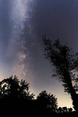 Mavi yıldızlı arka planda ağaçların siluetlerinin düşük açılı görüntüsü
