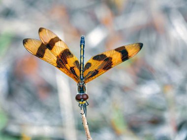 Bir Cadılar Bayramı flamasının yakın çekimi (Celithemis eponina)