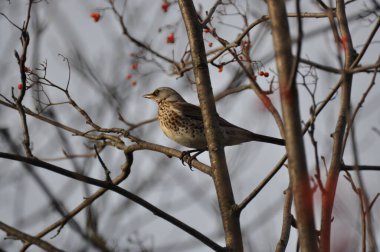 Bir dalda oturan ardıç kuşu ve batan güneşle aydınlanan