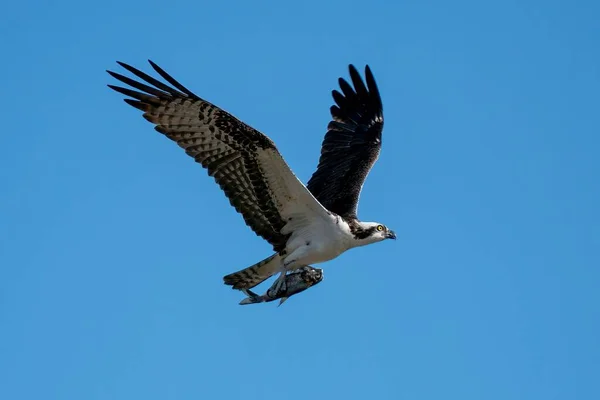 Águila Pescadora Volando Aire Con Pez Cazado — Foto de Stock