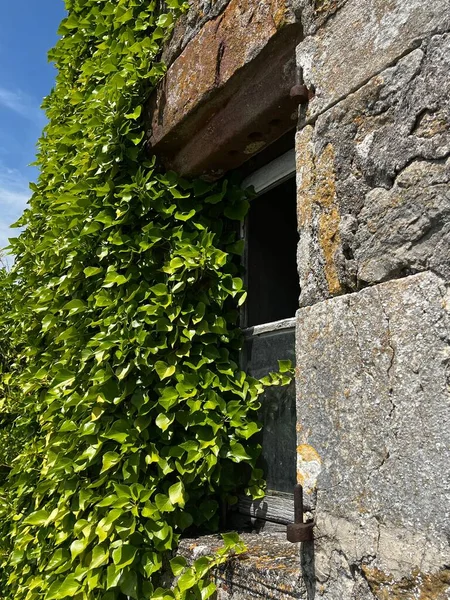 A vertical shot of an old building covered by shrub
