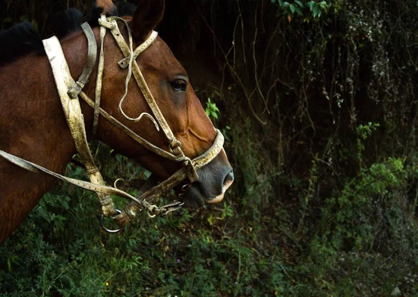 Nahaufnahme Eines Braunen Pferdes Einem Wald Inmitten Wilder Grüner Natur — Stockfoto
