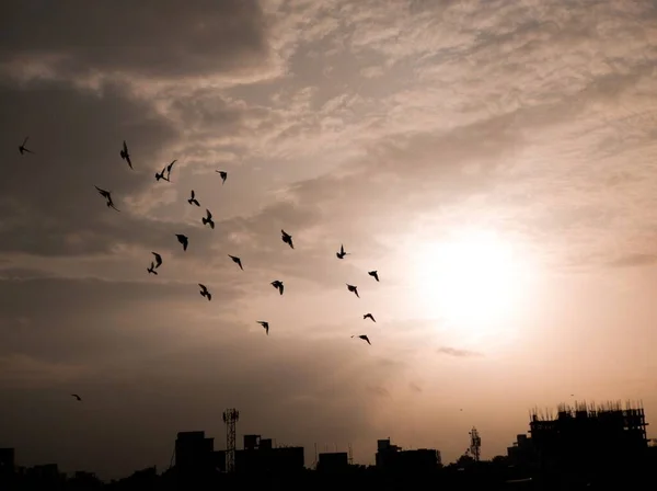 Silhouettes Flying Birds Evening Sky — Stock Photo, Image