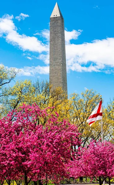 Plan Vertical Des Beaux Arbres Fleurs Avec Washington Monument Arrière — Photo