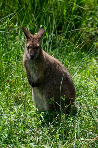 Vertical View Eastern Grey Kangaroo Grass — Stock Photo, Image