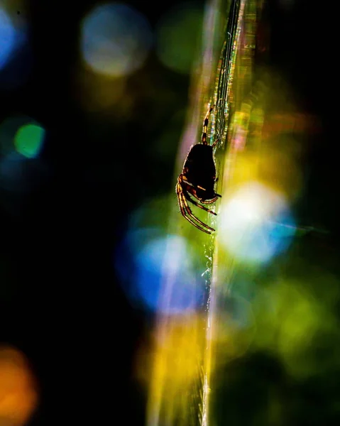 Selektivní Snímek Pavouka Jeho Přirozeném Prostředí — Stock fotografie