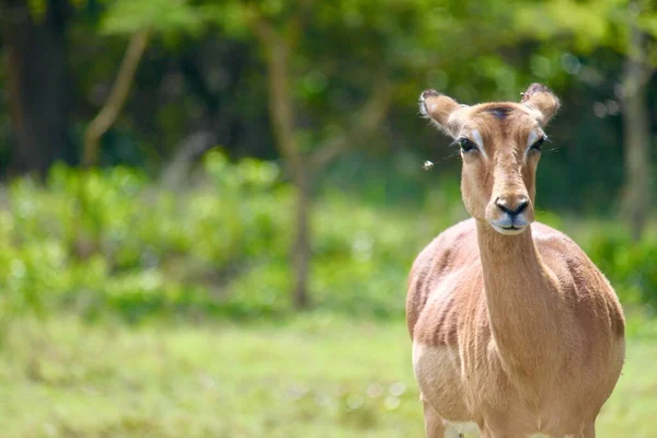 Vue Rapprochée Une Impala Femelle Regardant Vers Avant Dans Champ — Photo