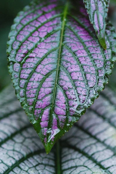 Plano Vertical Una Textura Hoja Púrpura Jardín Sobre Fondo Borroso — Foto de Stock
