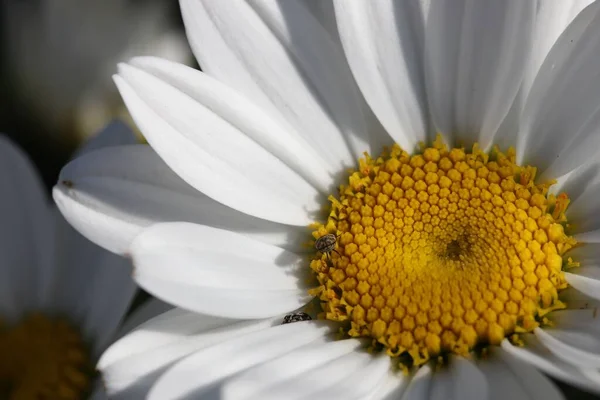 庭の美しい白いデイジーの花に様々なカーペットのカブトムシの閉鎖 — ストック写真