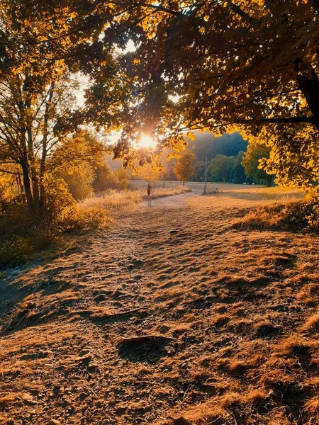 Pionowa Ścieżka Przez Jesienne Drzewa Jasnym Słońcem Świecącym Przez Liście — Zdjęcie stockowe
